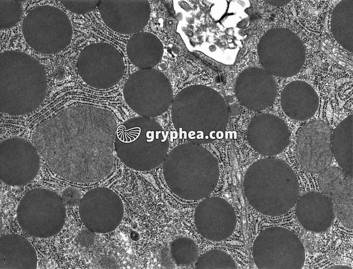Reticulum endoplasmique granuleux, avec mitochondrie et grains sécrétion MET X10000 - gryphea.com